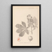 Herbier de la flore française Pl0125 - Louis Antoine Cusin — inramlat konstverk på väggen