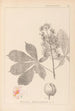 Herbier de la flore française Pl0125 - Louis Antoine Cusin — vy av konstverket