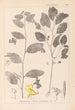 Herbier de la flore française Pl0127 - Louis Antoine Cusin — vy av konstverket