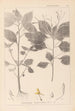 Herbier de la flore française Pl0128 - Louis Antoine Cusin — vy av konstverket