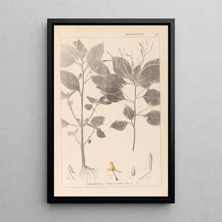 Louis Antoine Cusin - Herbier de la flore franaise Pl0128.webp