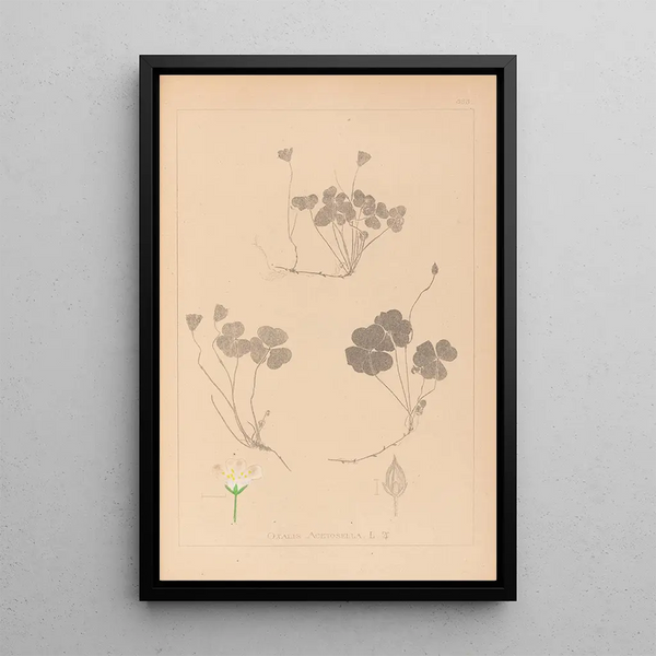 Louis Antoine Cusin - Herbier de la flore franaise Pl0129.webp