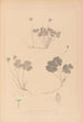 Herbier de la flore française Pl0129 - Louis Antoine Cusin — vy av konstverket