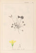 Herbier de la flore française Pl0130 - Louis Antoine Cusin — vy av konstverket