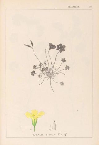 Louis Antoine Cusin - Herbier de la flore franaise Pl0130.webp
