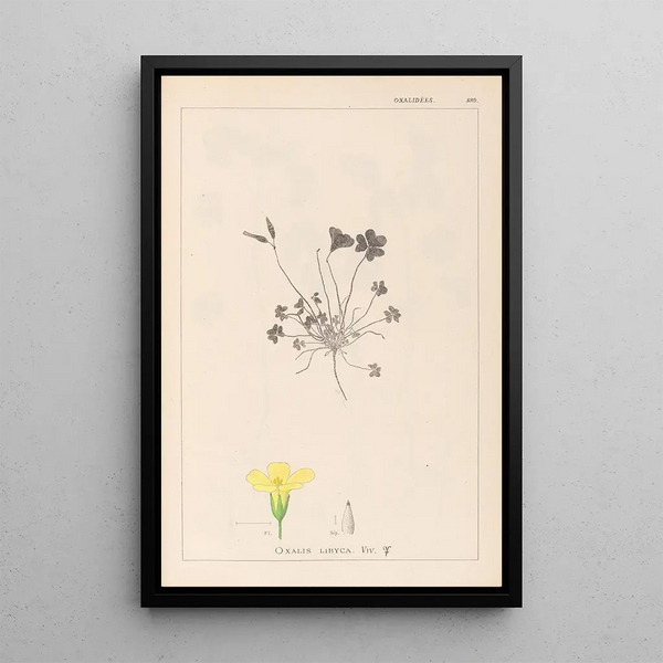 Louis Antoine Cusin - Herbier de la flore franaise Pl0130.webp
