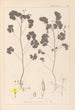 Herbier de la flore française Pl0131 - Louis Antoine Cusin — vy av konstverket