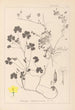 Herbier de la flore française Pl0132 - Louis Antoine Cusin — vy av konstverket