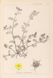 Herbier de la flore française Pl0133 - Louis Antoine Cusin — vy av konstverket