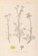 Herbier de la flore française Pl0134 - Louis Antoine Cusin — vy av konstverket