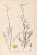 Herbier de la flore française Pl0135 - Louis Antoine Cusin — vy av konstverket