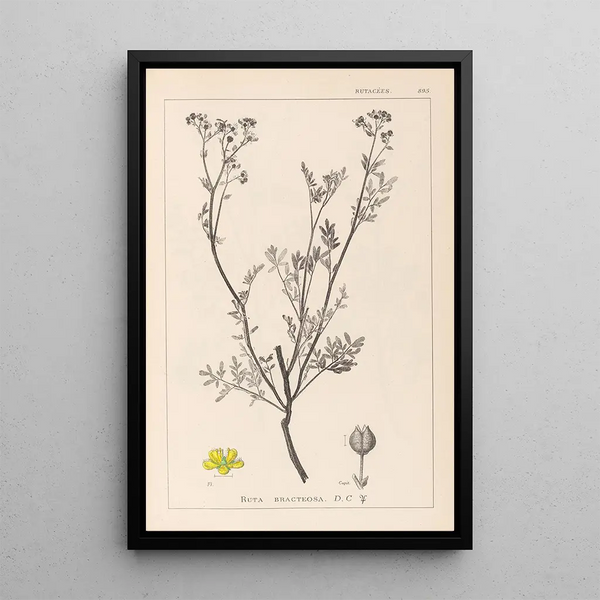 Louis Antoine Cusin - Herbier de la flore franaise Pl0136.webp