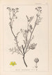 Herbier de la flore française Pl0136 - Louis Antoine Cusin — vy av konstverket