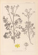 Herbier de la flore française Pl0137 - Louis Antoine Cusin — vy av konstverket