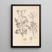 Herbier de la flore française Pl0137 - Louis Antoine Cusin — inramlat konstverk på väggen