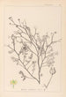 Herbier de la flore française Pl0138 - Louis Antoine Cusin — vy av konstverket