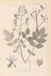 Herbier de la flore française Pl0139 - Louis Antoine Cusin — vy av konstverket