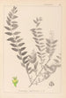 Herbier de la flore française Pl0140 - Louis Antoine Cusin — vy av konstverket