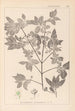 Herbier de la flore française Pl0141 - Louis Antoine Cusin — vy av konstverket