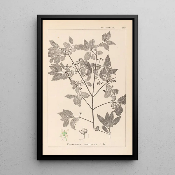 Louis Antoine Cusin - Herbier de la flore franaise Pl0141.webp