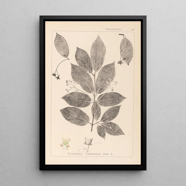 Louis Antoine Cusin - Herbier de la flore franaise Pl0142.webp
