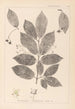 Herbier de la flore française Pl0142 - Louis Antoine Cusin — vy av konstverket