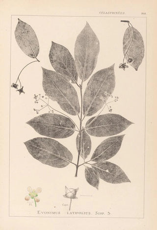 Louis Antoine Cusin - Herbier de la flore franaise Pl0142.webp