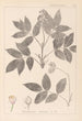Herbier de la flore française Pl0143 - Louis Antoine Cusin — vy av konstverket