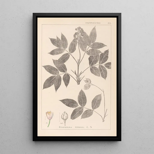 Louis Antoine Cusin - Herbier de la flore franaise Pl0143.webp