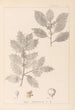 Herbier de la flore française Pl0144 - Louis Antoine Cusin — vy av konstverket
