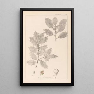 Louis Antoine Cusin - Herbier de la flore franaise Pl0144.webp
