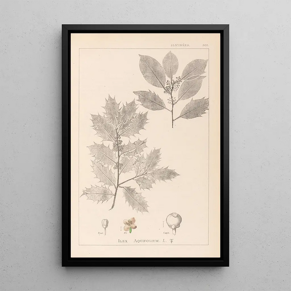 Louis Antoine Cusin - Herbier de la flore franaise Pl0144.webp