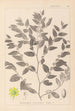 Herbier de la flore française Pl0145 - Louis Antoine Cusin — vy av konstverket