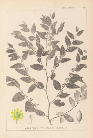 Louis Antoine Cusin - Herbier de la flore franaise Pl0145.webp