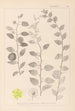 Herbier de la flore française Pl0146 - Louis Antoine Cusin — vy av konstverket