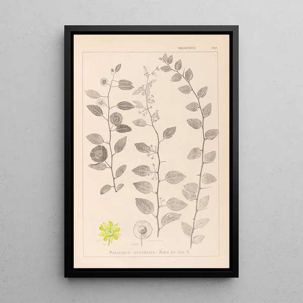 Louis Antoine Cusin - Herbier de la flore franaise Pl0146.webp