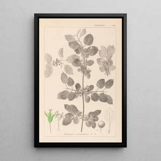 Louis Antoine Cusin - Herbier de la flore franaise Pl0147.webp