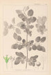 Herbier de la flore française Pl0147 - Louis Antoine Cusin — vy av konstverket
