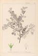 Herbier de la flore française Pl0148 - Louis Antoine Cusin — vy av konstverket