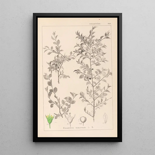 Louis Antoine Cusin - Herbier de la flore franaise Pl0149.webp