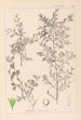 Herbier de la flore française Pl0149 - Louis Antoine Cusin — vy av konstverket