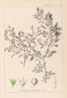 Herbier de la flore française Pl0150 - Louis Antoine Cusin — vy av konstverket