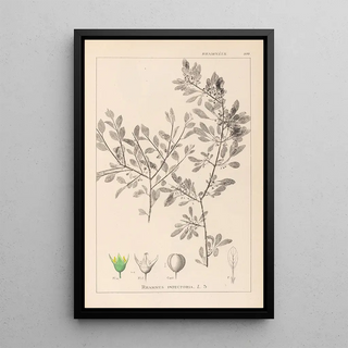Louis Antoine Cusin - Herbier de la flore franaise Pl0150.webp
