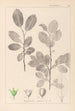 Herbier de la flore française Pl0151 - Louis Antoine Cusin — vy av konstverket