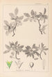 Herbier de la flore française Pl0152 - Louis Antoine Cusin — vy av konstverket