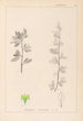 Herbier de la flore française Pl0153 - Louis Antoine Cusin — vy av konstverket