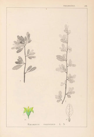 Louis Antoine Cusin - Herbier de la flore franaise Pl0153.webp