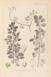 Herbier de la flore française Pl0154 - Louis Antoine Cusin — vy av konstverket