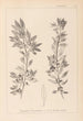 Herbier de la flore française Pl0155 - Louis Antoine Cusin — vy av konstverket