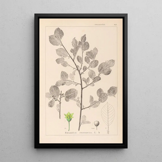 Louis Antoine Cusin - Herbier de la flore franaise Pl0156.webp